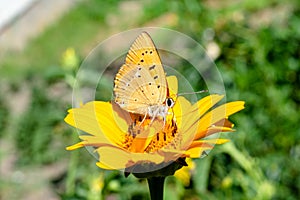 Yellow butterfly on the yellow vibrant chamomile flower