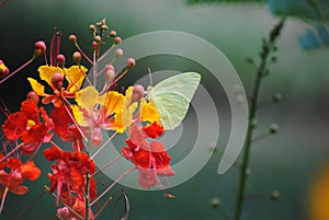 Yellow Butterfly on Vivid Pride of Barbados