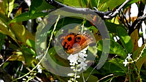 Yellow butterfly and white flower