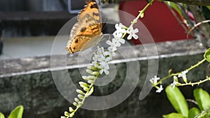 Yellow butterfly and white flower