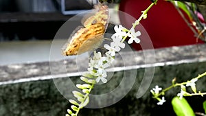 Yellow butterfly and white flower