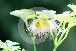 Yellow butterfly worm