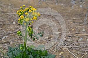 Yellow Butterweed background