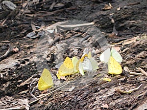 Yellow buttlerflies on the bak river photo