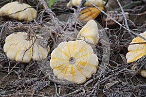 yellow Button squash in the Sand