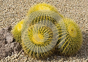 Yellow cactus