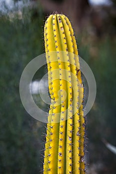 yellow cactus