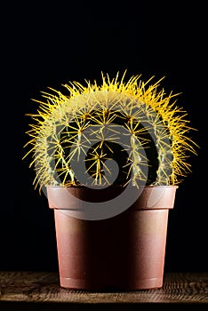 Yellow cactus in brown pot