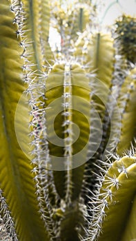 Yellow Cactus photo