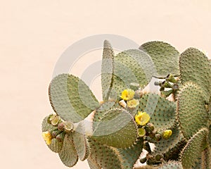 Yellow Cactus flower