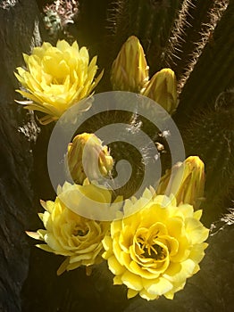 Yellow cactus Flower