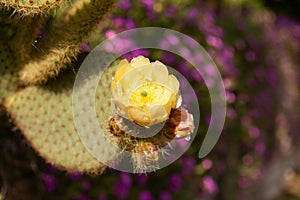 Yellow cactus flower