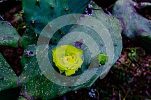 Yellow cactus flower