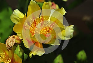 Yellow cactus flower