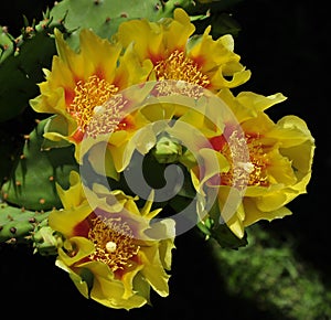 Yellow cactus flower