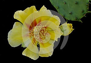 Yellow cactus flower