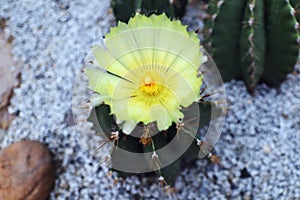 The yellow Cactus Flower Blooming in The Garden