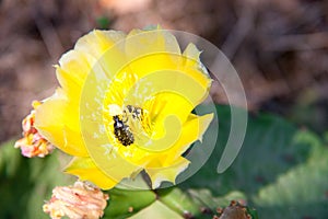 Yellow cactus flower with beetle close-up macro