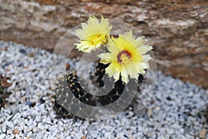 The yellow Cactus Flower Blooming in The Garden