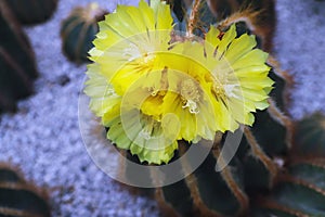 The yellow Cactus Flower Blooming in The Garden