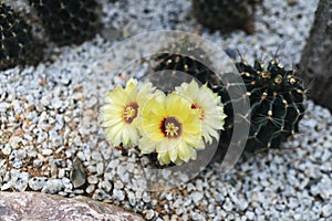 The yellow Cactus Flower Blooming in The Garden