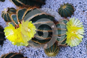 The yellow Cactus Flower Blooming in The Garden