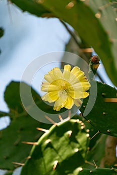 Yellow cactus flower. Brasiliopuntia. cactus family, Cactaceae photo