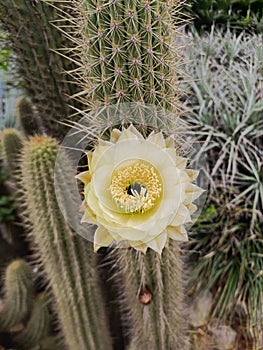 yellow cactus flower called echinopsis photo