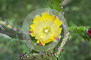 Yellow cactus flower in the garden. Top view of a cactus flower