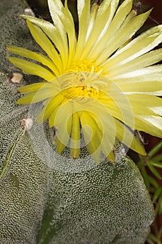 Yellow cactus flower of the genus Astrophytum