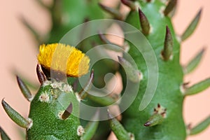 Yellow cactus flower macro