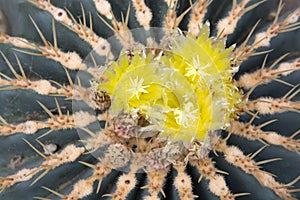 Yellow cactus flower