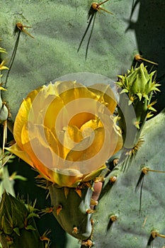 Yellow cactus flower, Matopos National Park, Zimbabwe