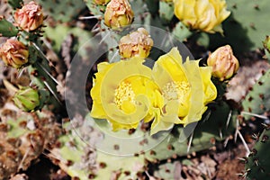 Yellow cactus flower in