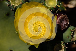 Yellow cactus flower