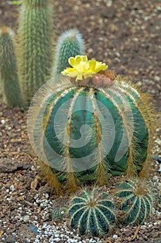 Yellow Cactus flower springing out