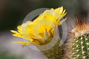 Yellow cactus flowers.