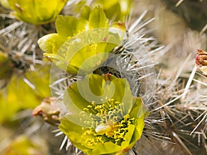 Yellow cactus flowers.