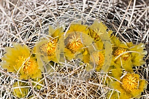 yellow cactus flowers.