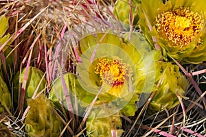 Yellow cactus flowers.