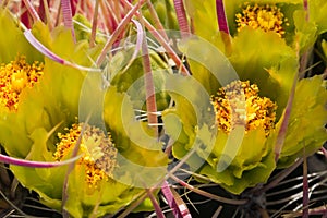 Yellow cactus flowers.