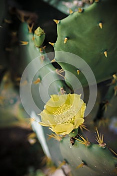 Yellow cactus flowers