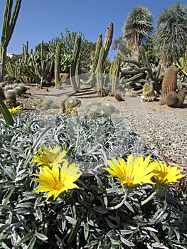 Yellow cactus flowers (Paloma Park, Benalmadena, Spain)