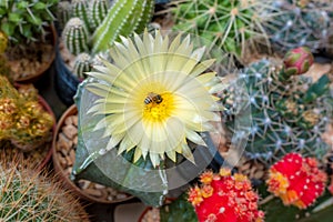 Yellow cactus on top view