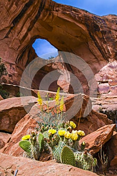 Yellow Cactus under Bow tie Arch