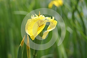 Yellow calamus flowers