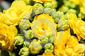 Yellow Calandiva flowers Kalanchoe, family Crassulaceae, close up