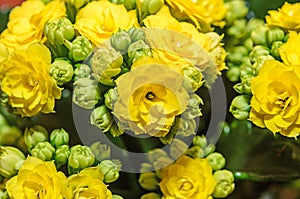 Yellow Calandiva flowers Kalanchoe, family Crassulaceae, close up photo