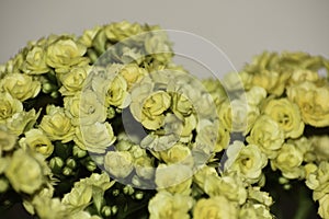 Yellow Calandiva Succulent Flowering Brush kalanchoe blossfeldiana Close-up