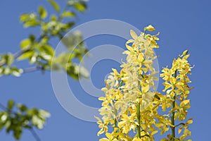 Yellow calanthe flowers
